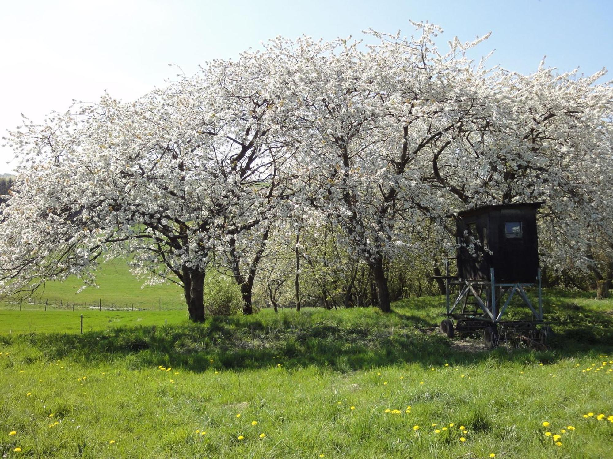 Holiday Home In Kleinich With Sauna Dış mekan fotoğraf